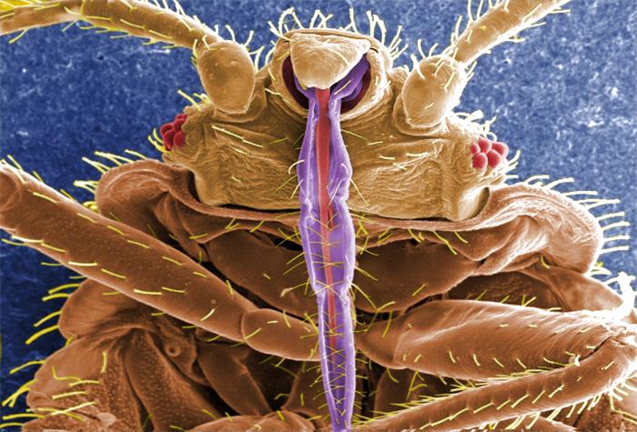 Bed_Bug_Probiscus