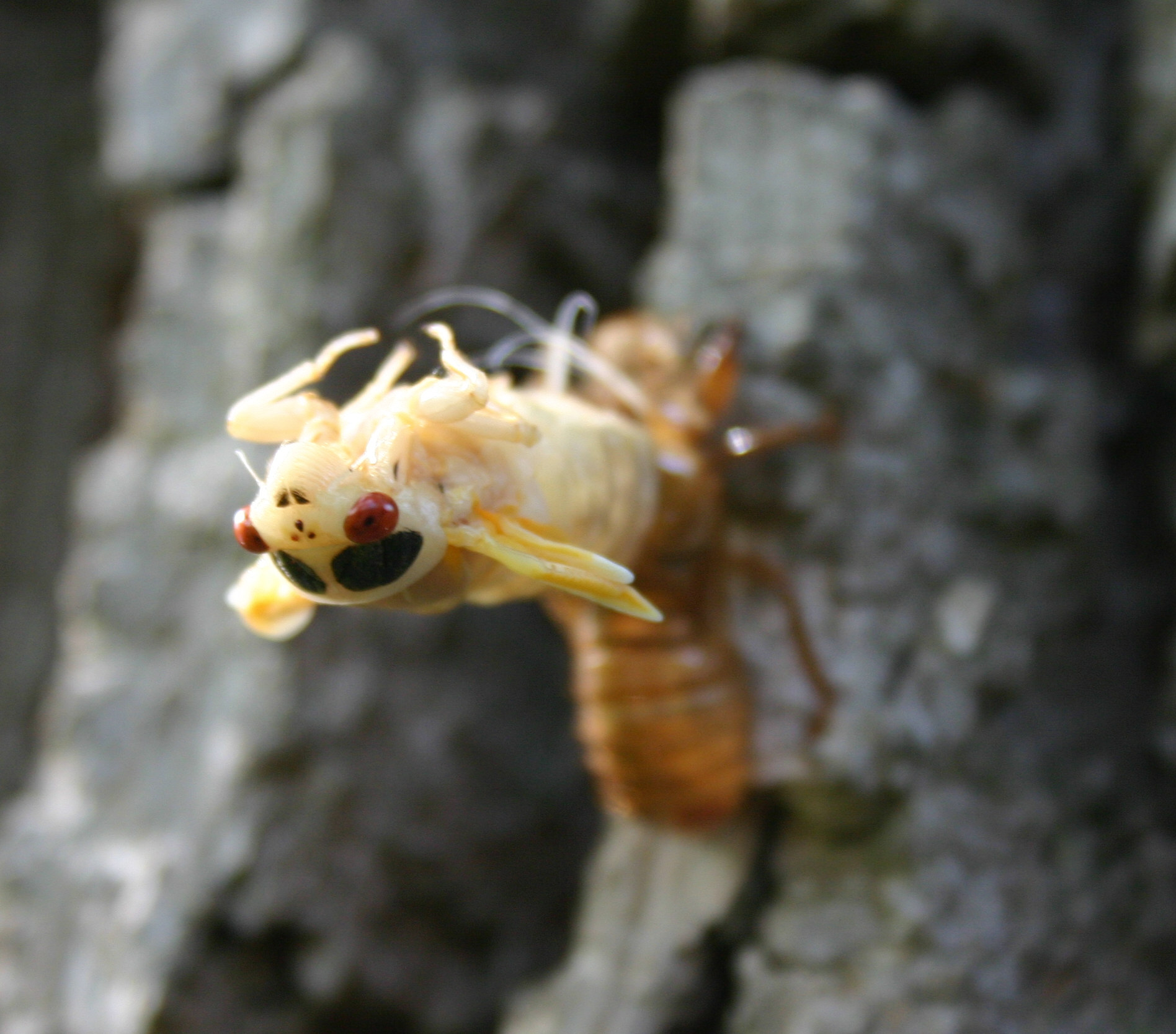 Cicada emerging