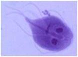 Giardia