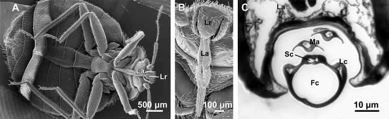 Magnified_probiscus