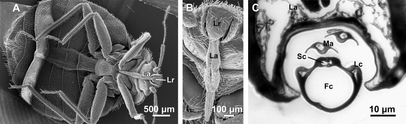 Magnified_probiscus