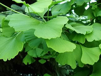 gingko