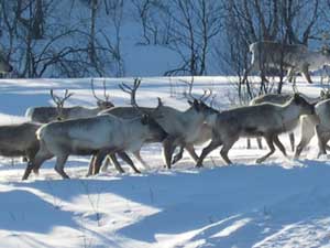 reindeerherd